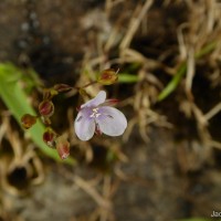 Murdannia esculenta (Wall. ex C.B.Clarke) Abeyw.